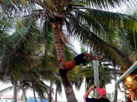 Palm tree acrobatics, Ambergris Caye, Belize – Best Places In The World To Retire – International Living